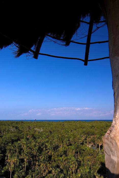 looking out over the tree tops at Sian Ka'an Nature Reserve